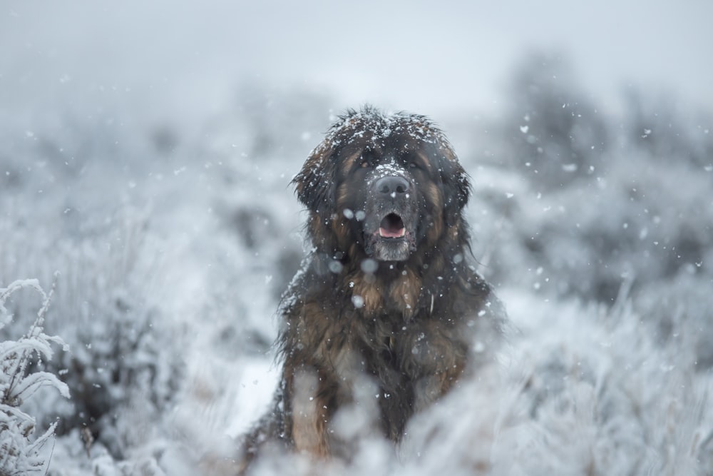 a dog is sitting in a snowy field