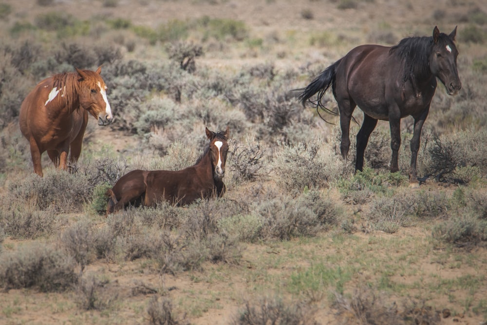 a group of horses standing in a field