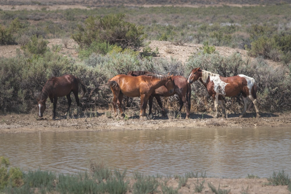 a group of horses standing next to a body of water
