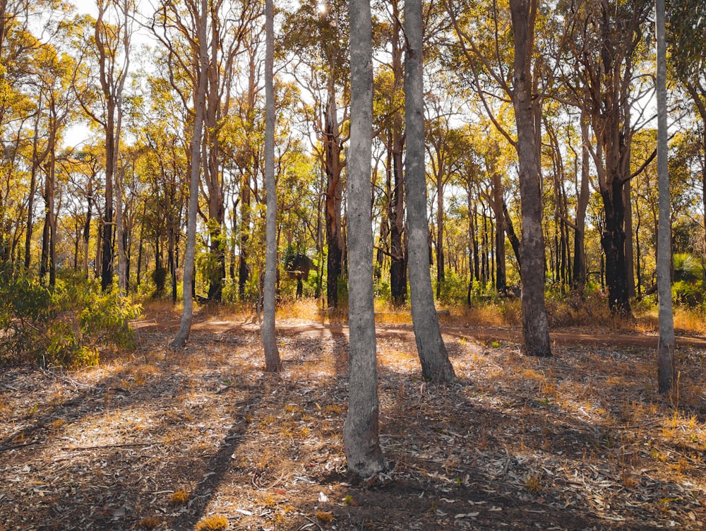 uma floresta cheia de muitas árvores altas