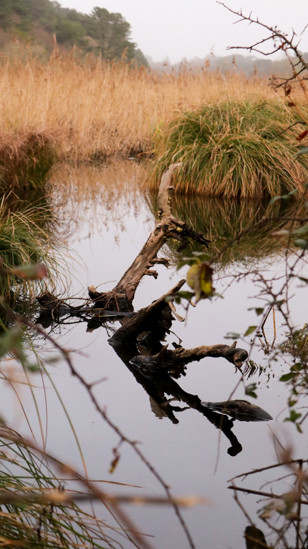 a fallen tree in a swampy area of water