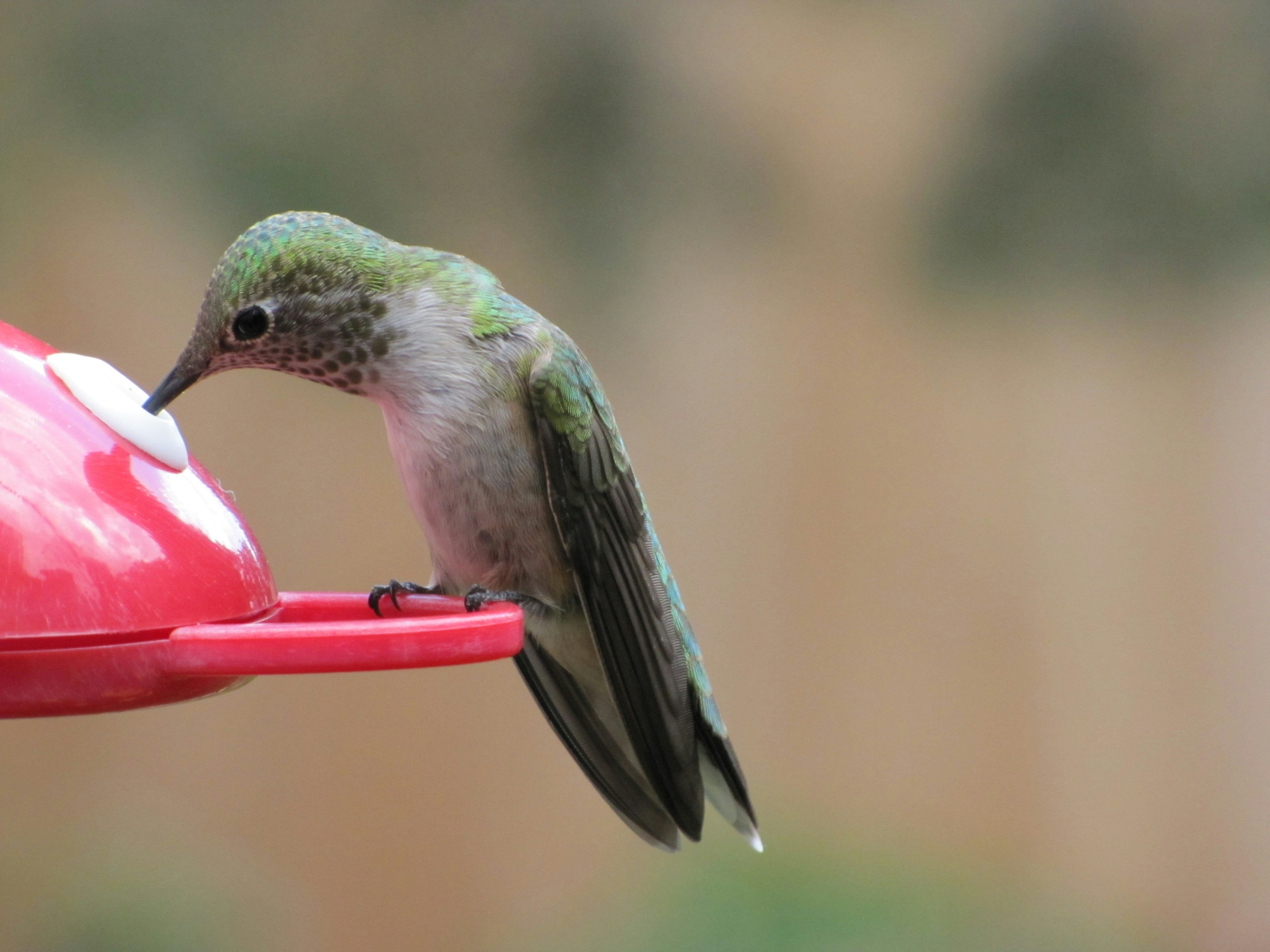 Colorado Springs cityscape
