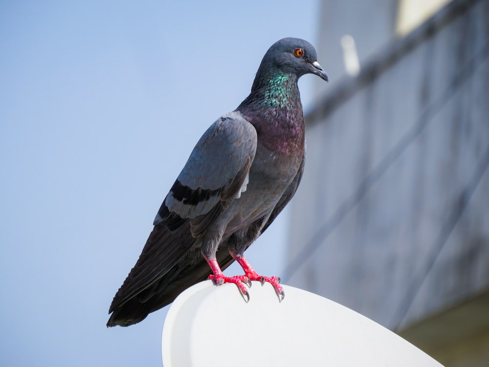 a bird sitting on top of a white object