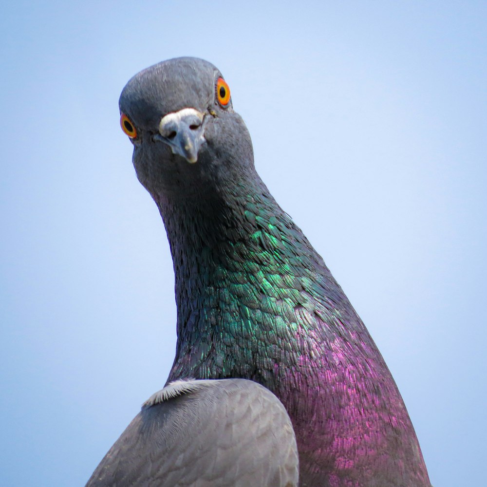 a close up of a pigeon with a sky background