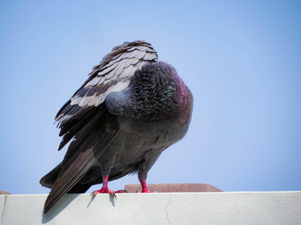 a pigeon sitting on top of a white wall