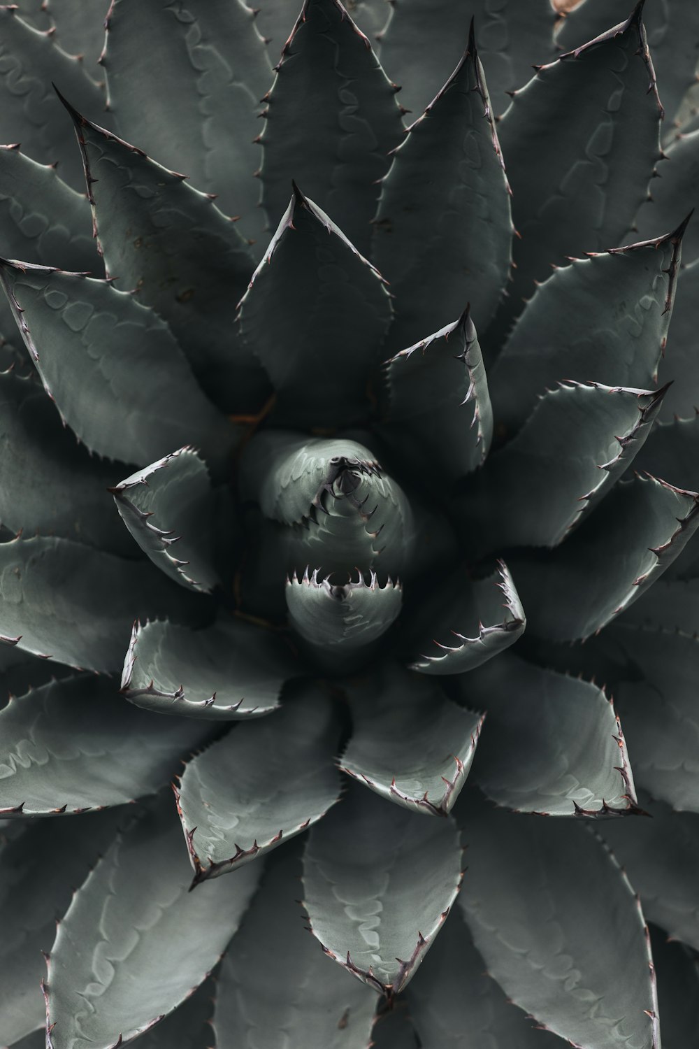 a close up of a large plant with many leaves