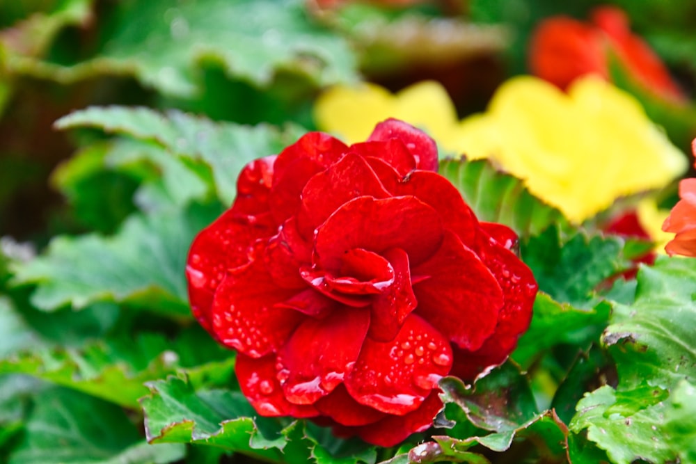 a close up of a red flower in a garden