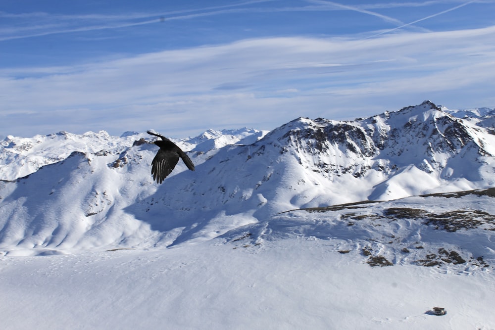 a large bird flying over a snow covered mountain