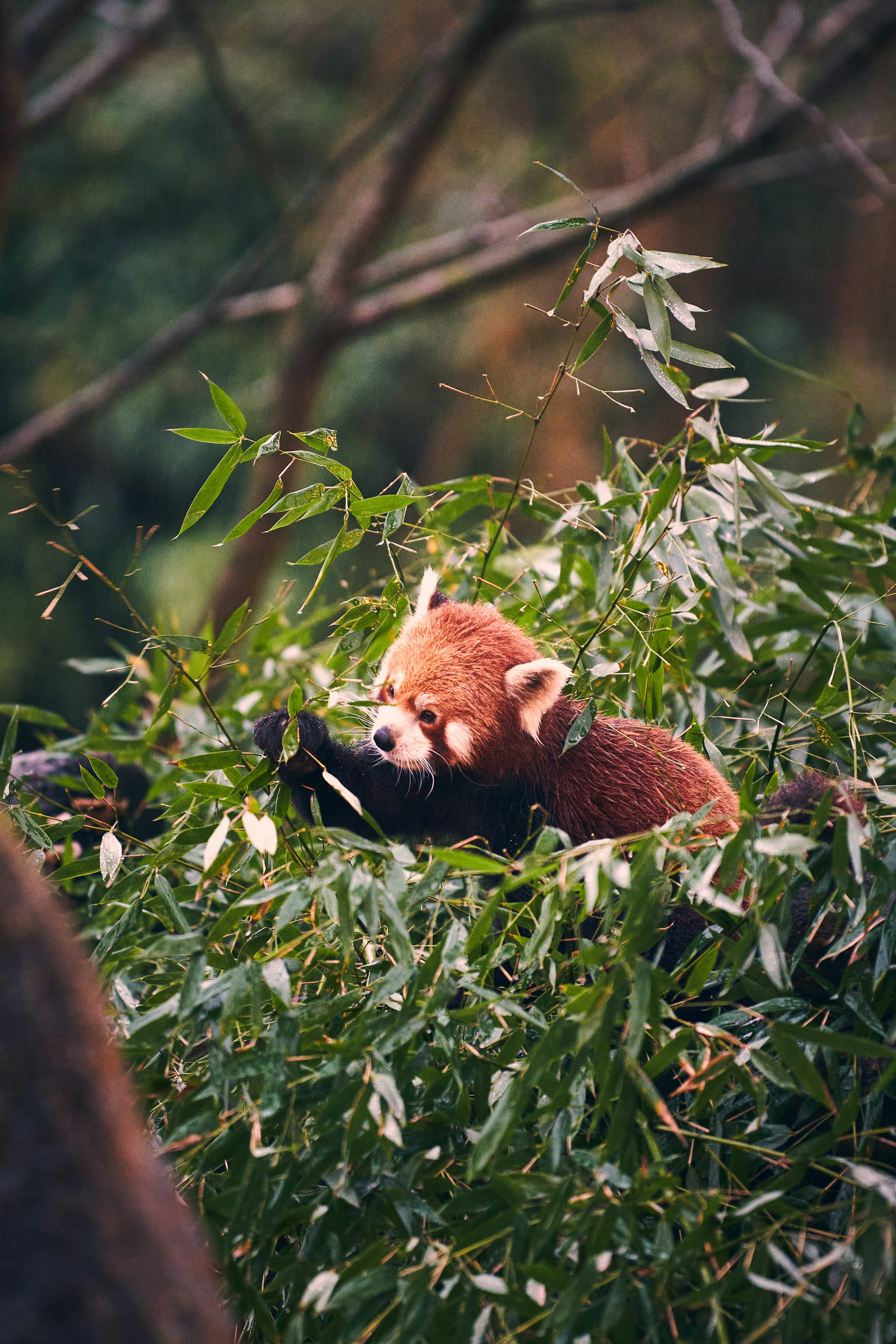 Passionate photographers have captured the most gorgeous animals in the world in their natural habitats and shared them with Unsplash. Now you can use these photos however you wish, for free!