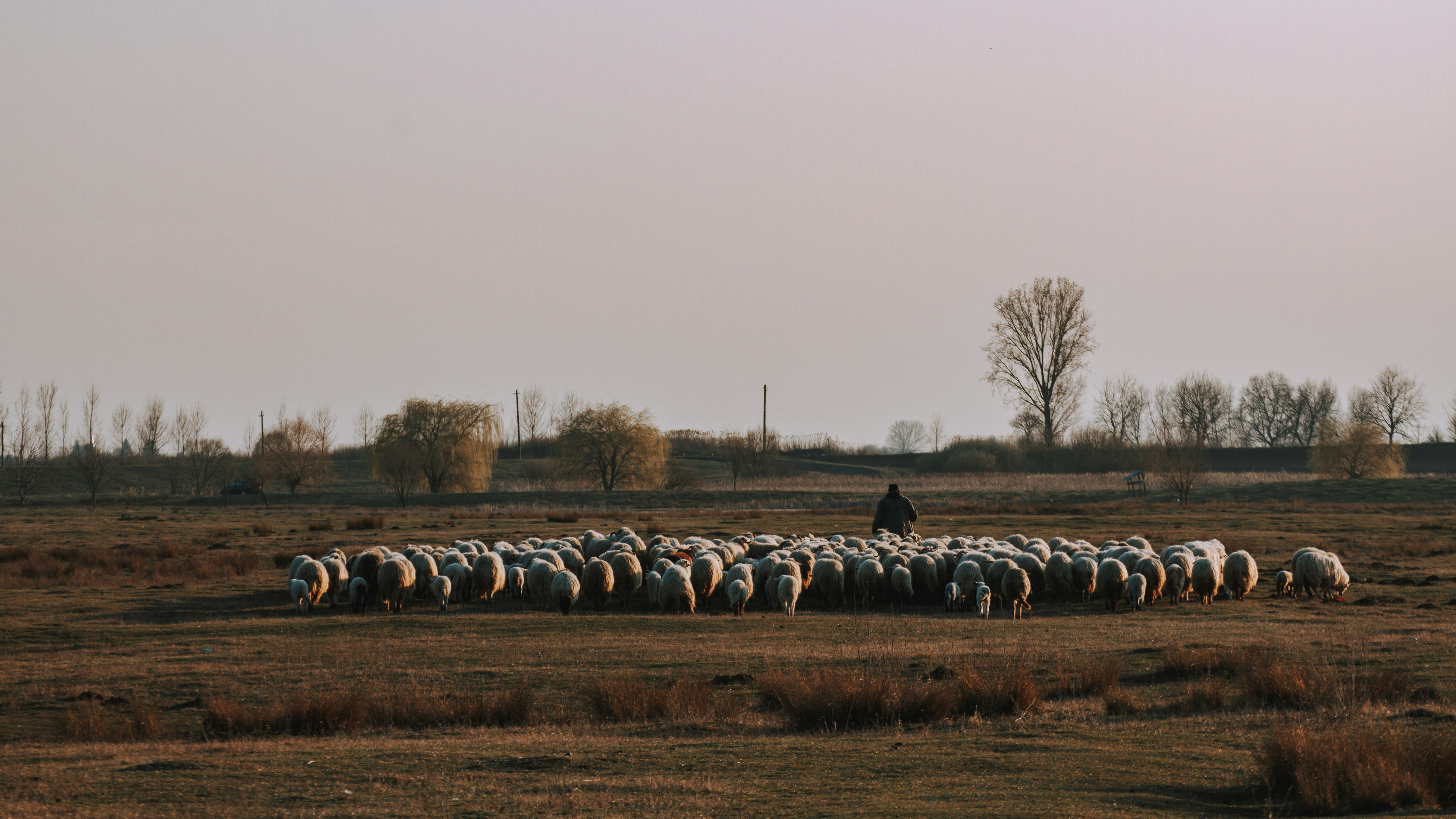 Shepherd  Field