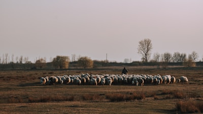A vast open field stretches under an expansive, slightly overcast sky. A shepherd stands behind a large flock of sheep closely grouped together, grazing on sparse grass. Bare trees and small shrubs are scattered in the distance, while the atmosphere seems serene, with muted tones dominating the scene.