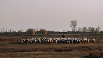 A vast open field stretches under an expansive, slightly overcast sky. A shepherd stands behind a large flock of sheep closely grouped together, grazing on sparse grass. Bare trees and small shrubs are scattered in the distance, while the atmosphere seems serene, with muted tones dominating the scene.