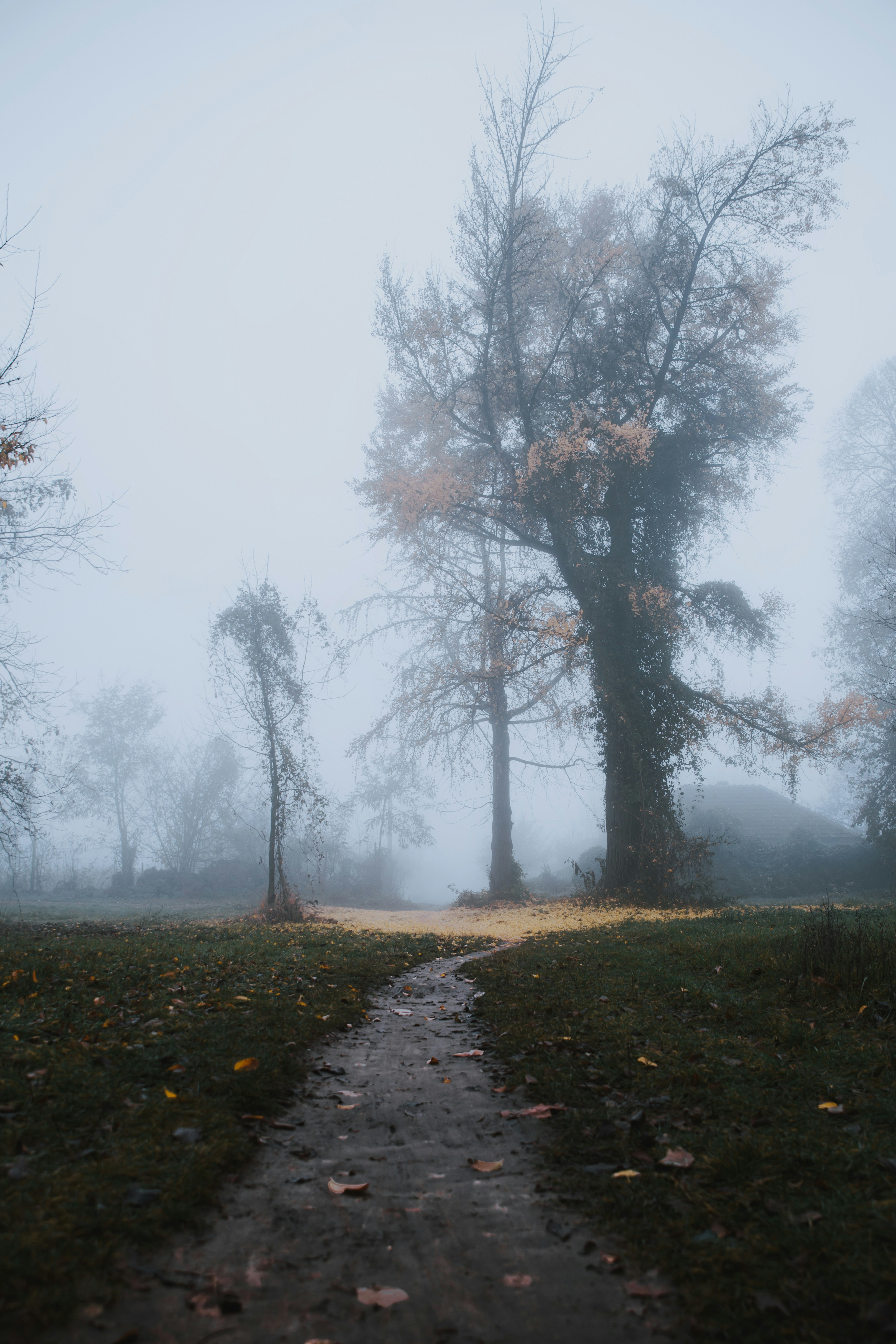 Navigating Through the Fog: A Tale on Mental Health