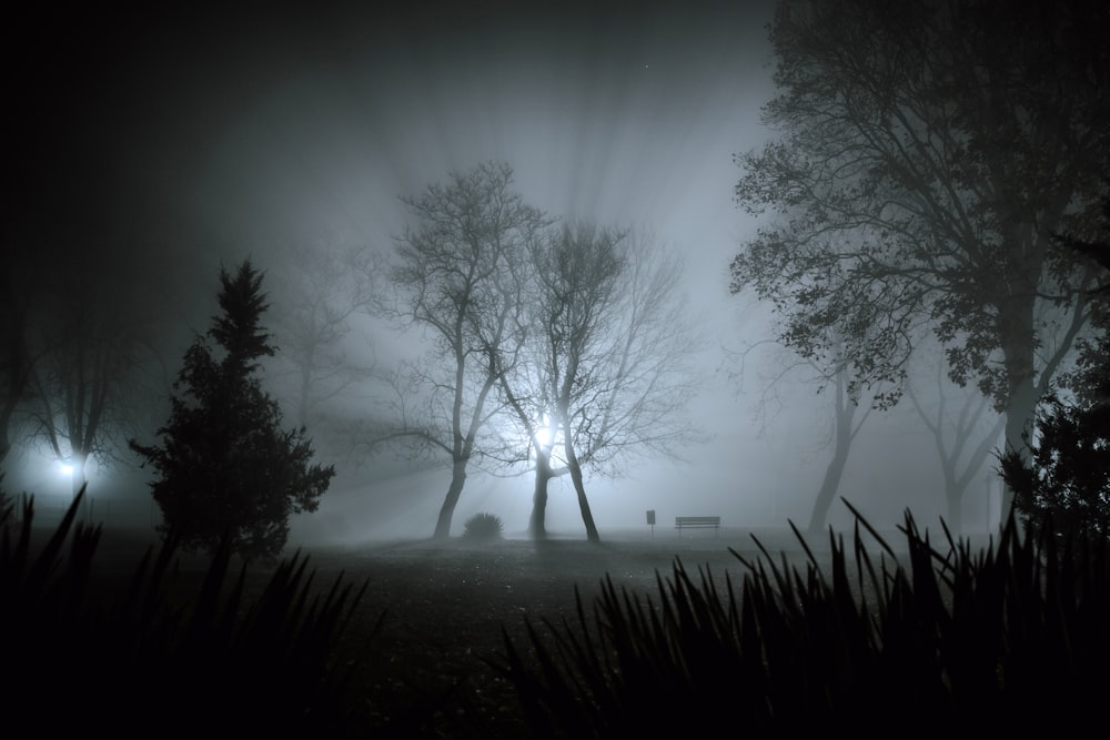 a foggy night in a park with trees and benches