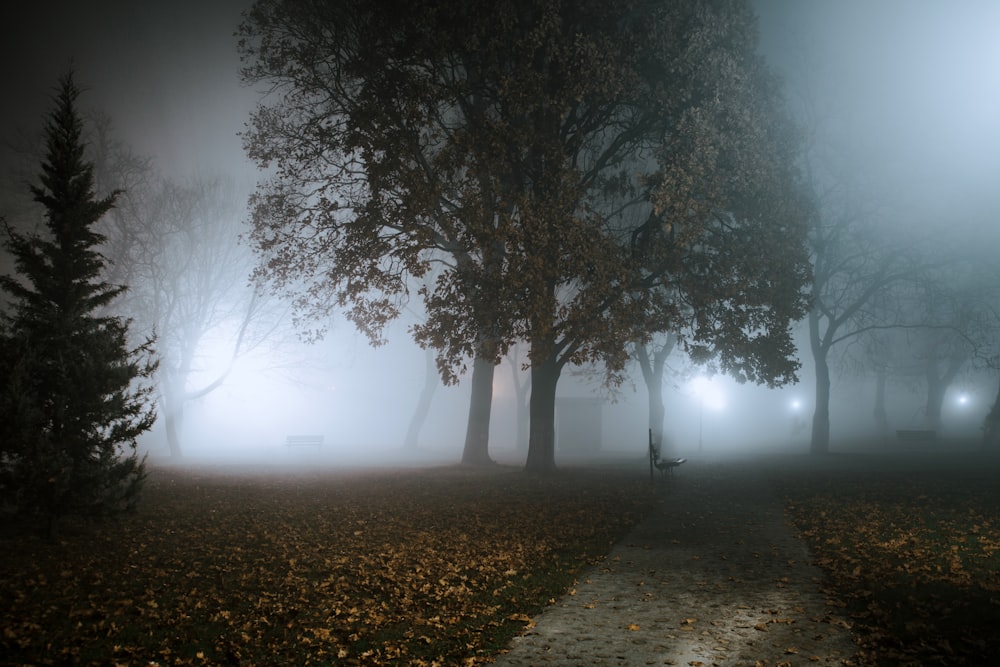 a foggy park with trees and a bench