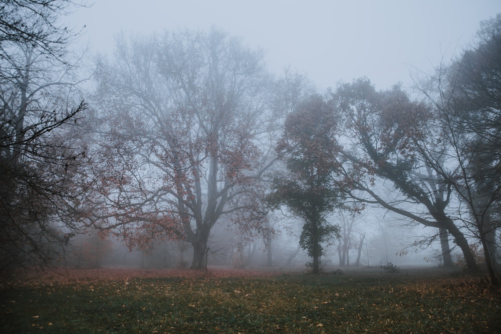 a foggy field with trees and leaves in the foreground
