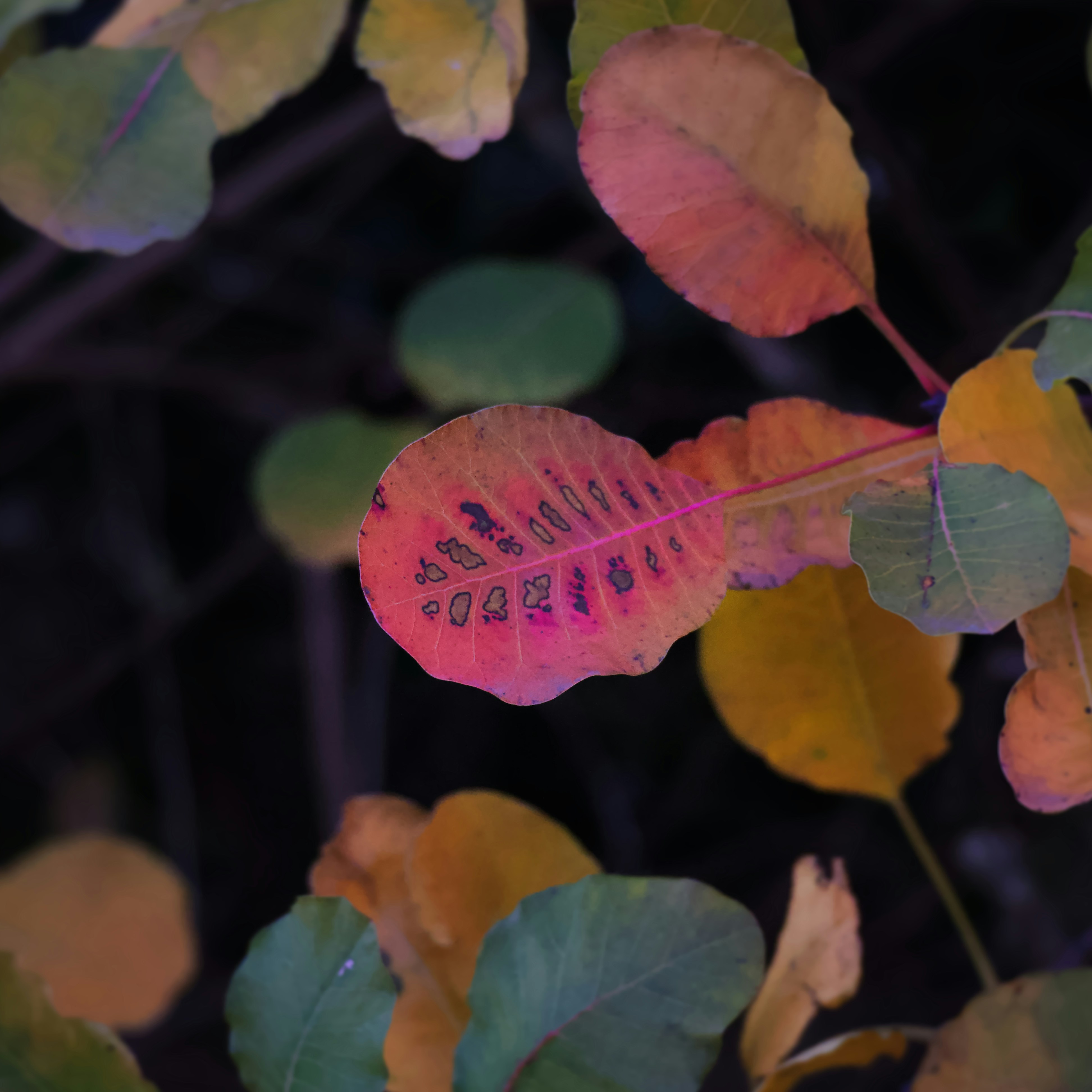 Unsplashで見つける赤い葉の無料写真