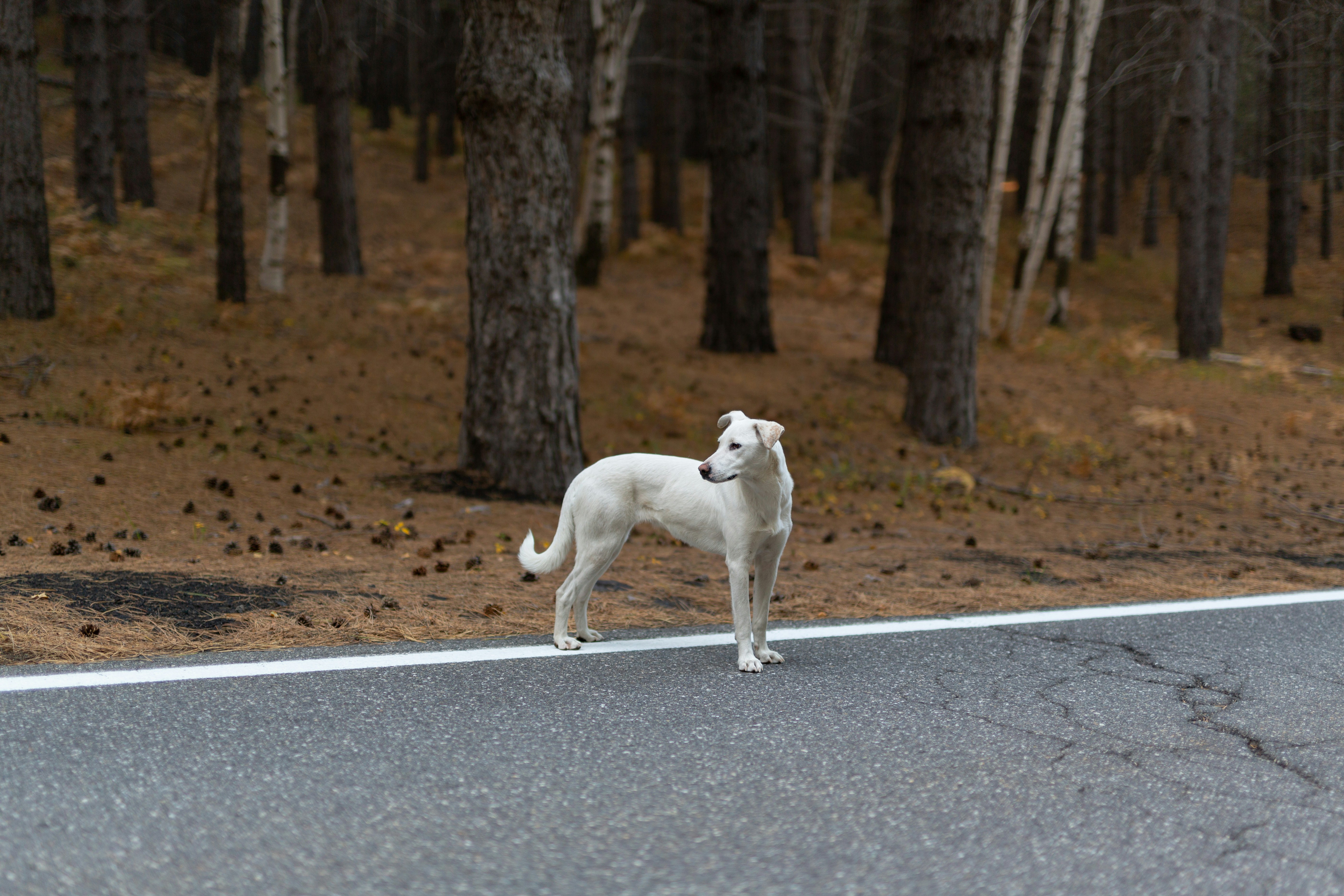 Why Dogs Flinch or Avoid Certain Surfaces