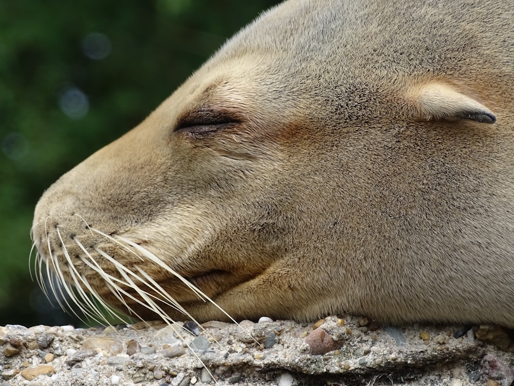 a close up of a sea lion laying on a rock