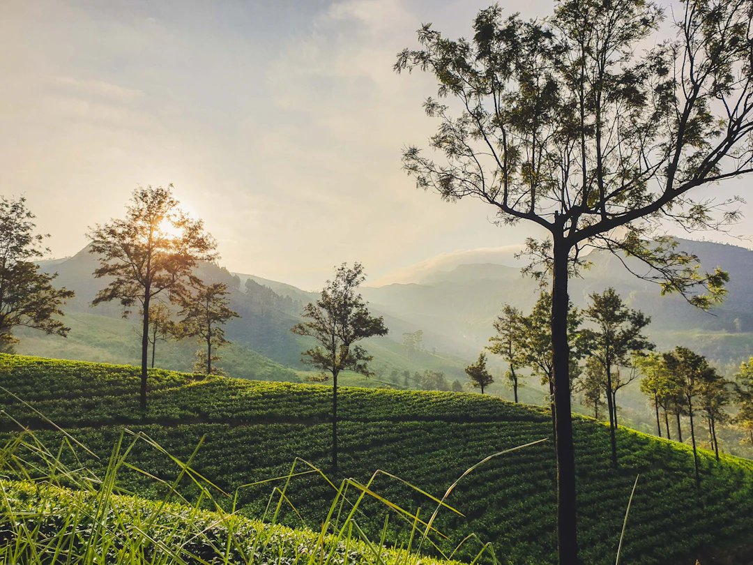 Sun rising over tea fields and tall trees