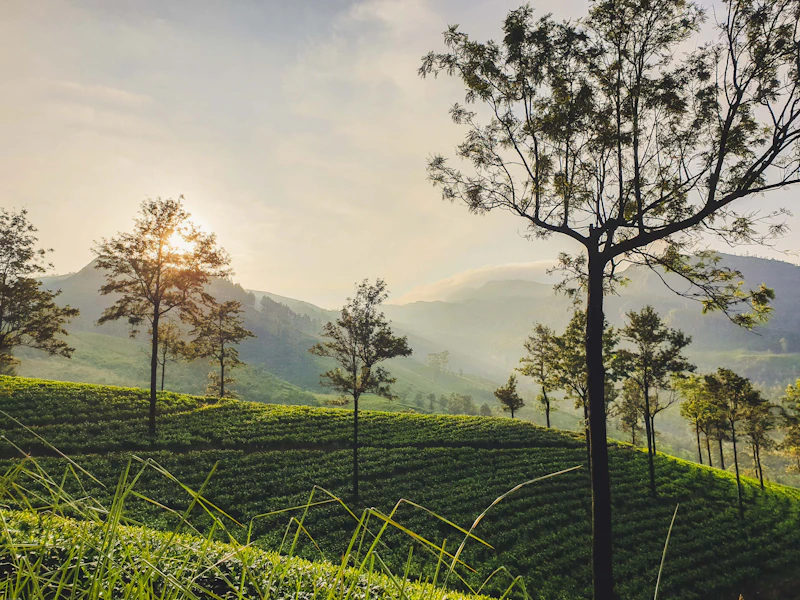 Morning sun over rows of tea bushes