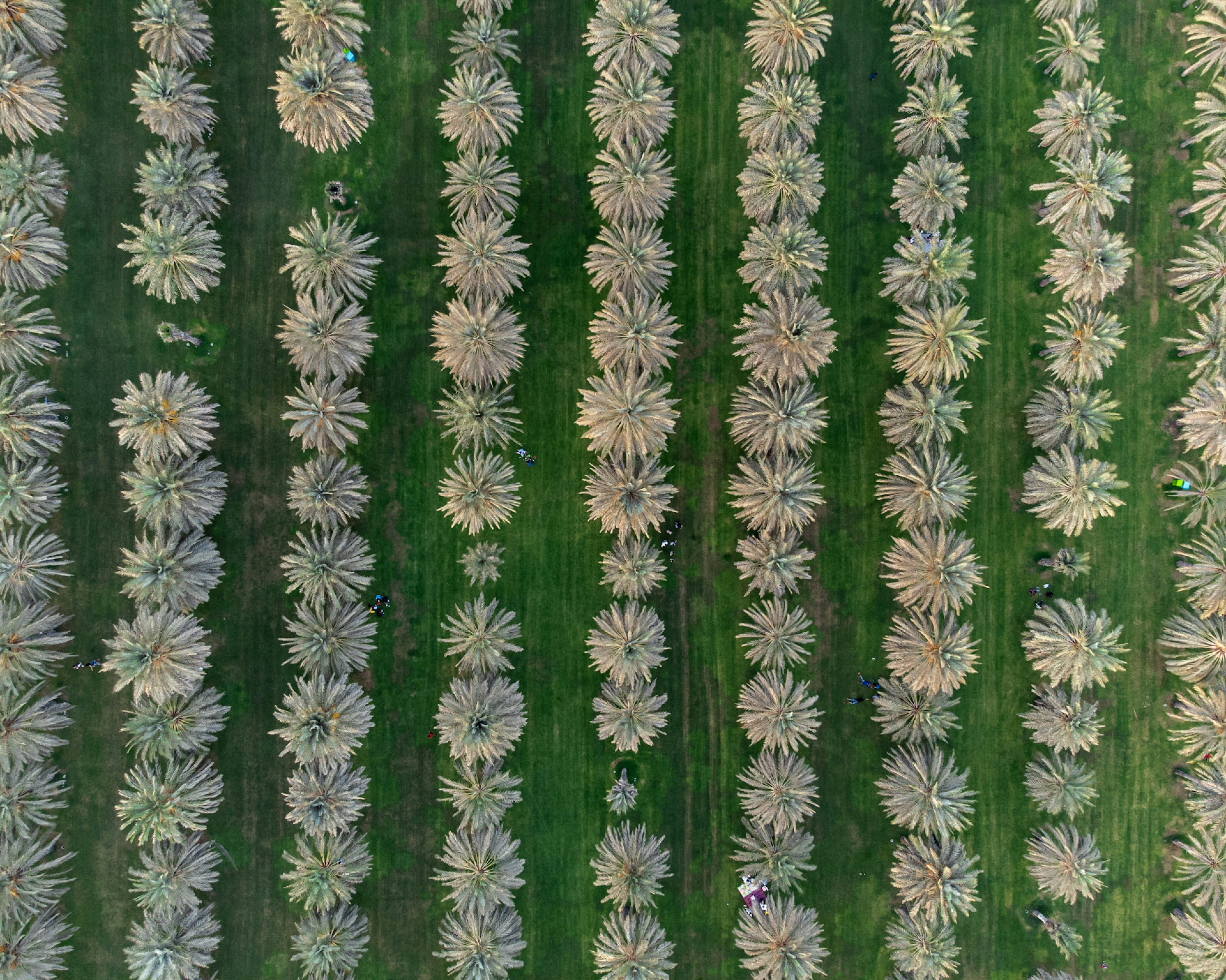 Filas de palmeras datileras creciendo en una gran plantación.
