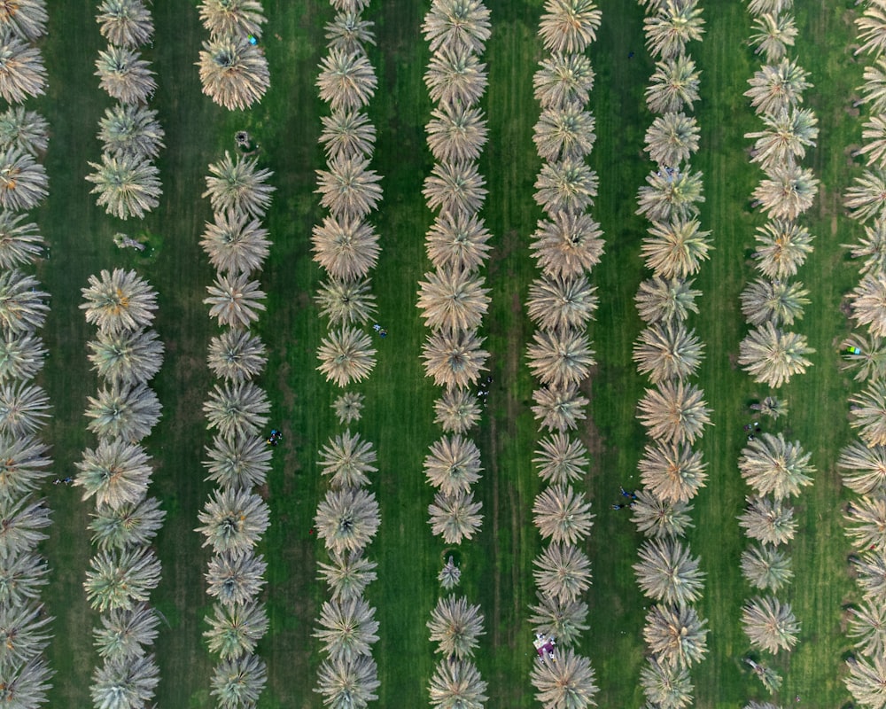 an aerial view of a field of flowers