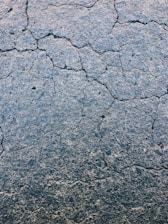 a bird is standing on the cracked surface of the ground