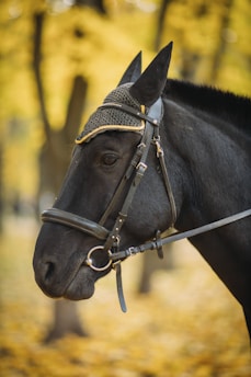 A black horse wearing a bridle and a decorative ear cover stands against a blurred background of autumn foliage. The yellow and orange leaves create a warm contrast with the horse's dark coat.