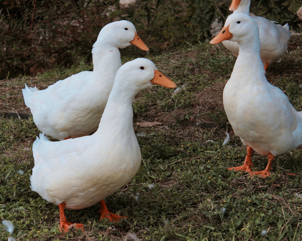 a group of ducks standing on top of a grass covered field