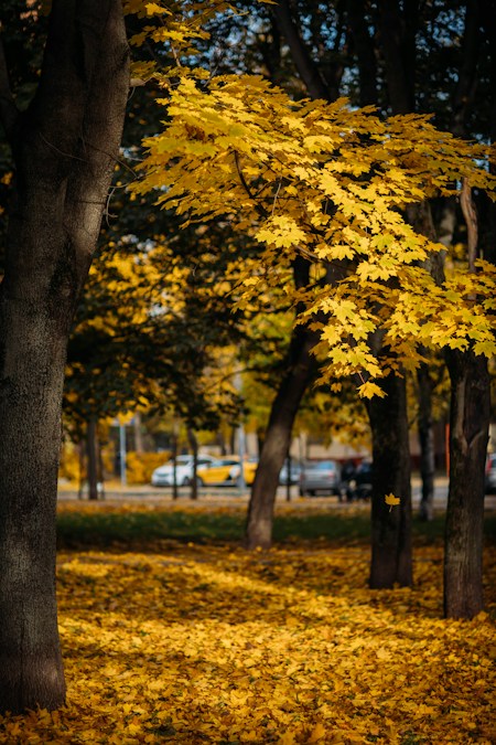 Arbres aux feuilles jaunes baignés de soleil le long d’une rue en ville, image de la douceur attendue début octobre 2026 en Belgique