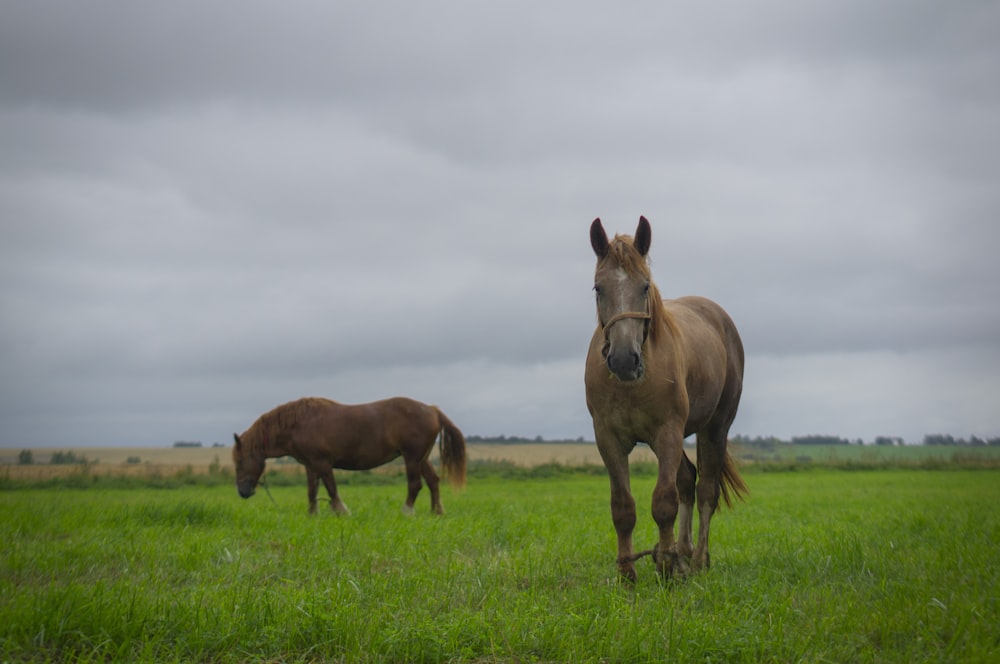 Un par de caballos parados en la cima de un exuberante campo verde