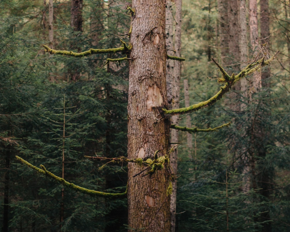 a couple of trees that are in the woods