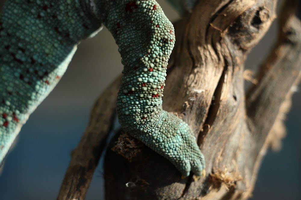 um close up de um lagarto em um galho de árvore