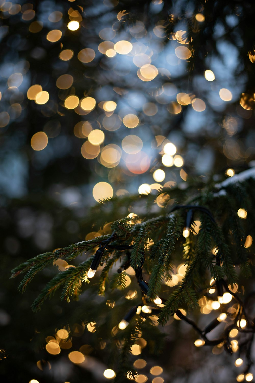 a close up of a pine tree with lights in the background