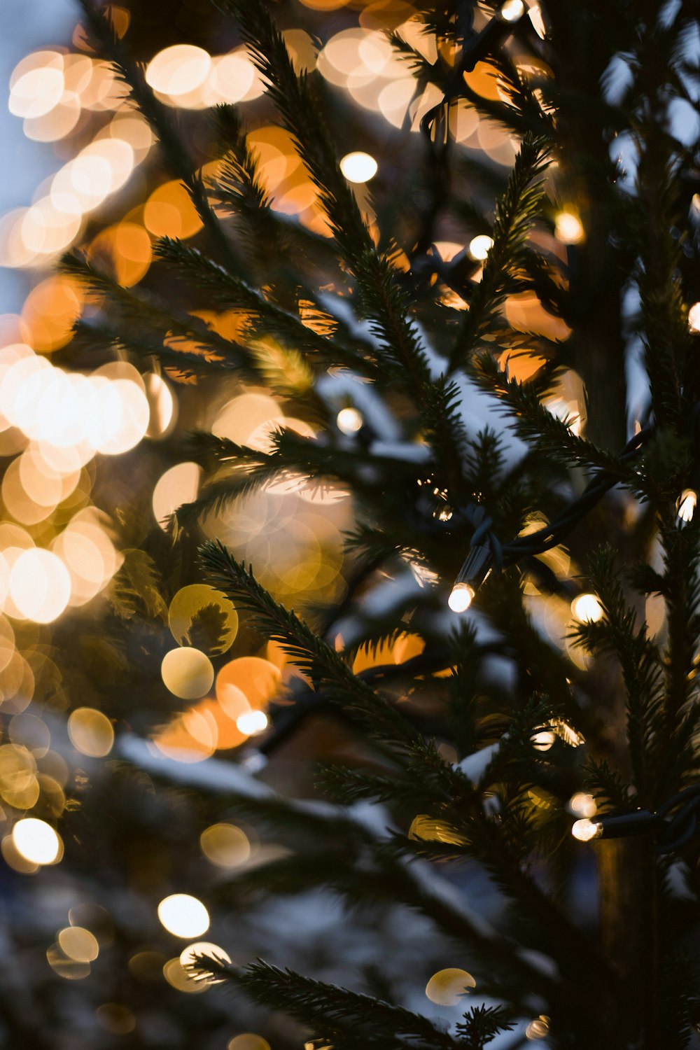 a close up of a pine tree with lights in the background