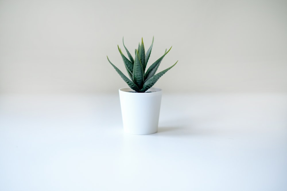 une plante dans un pot blanc sur une table blanche