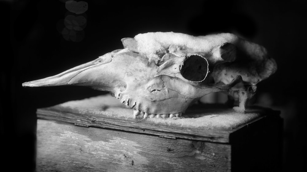a bird skull with a pair of sunglasses on top of it