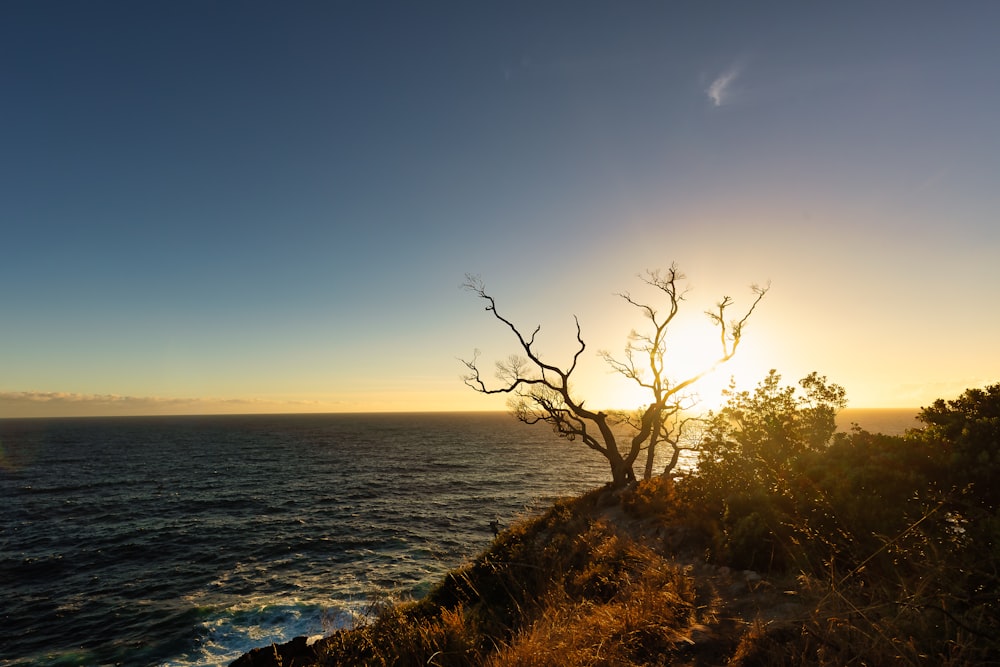 a lone tree on a cliff overlooking the ocean