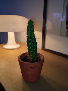Vela Cactus Divertida