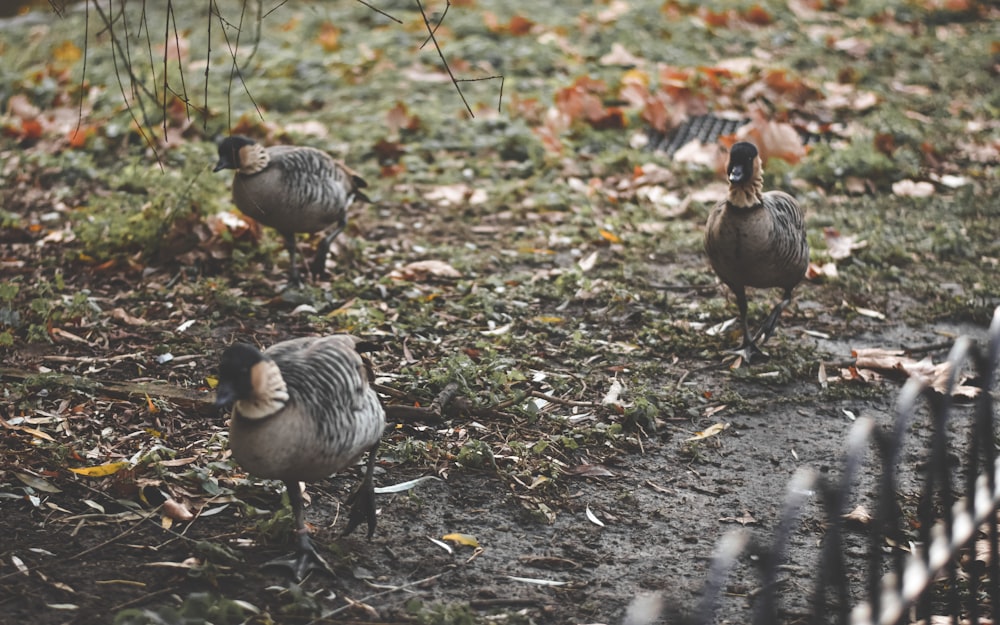 a group of ducks standing on top of a grass covered field