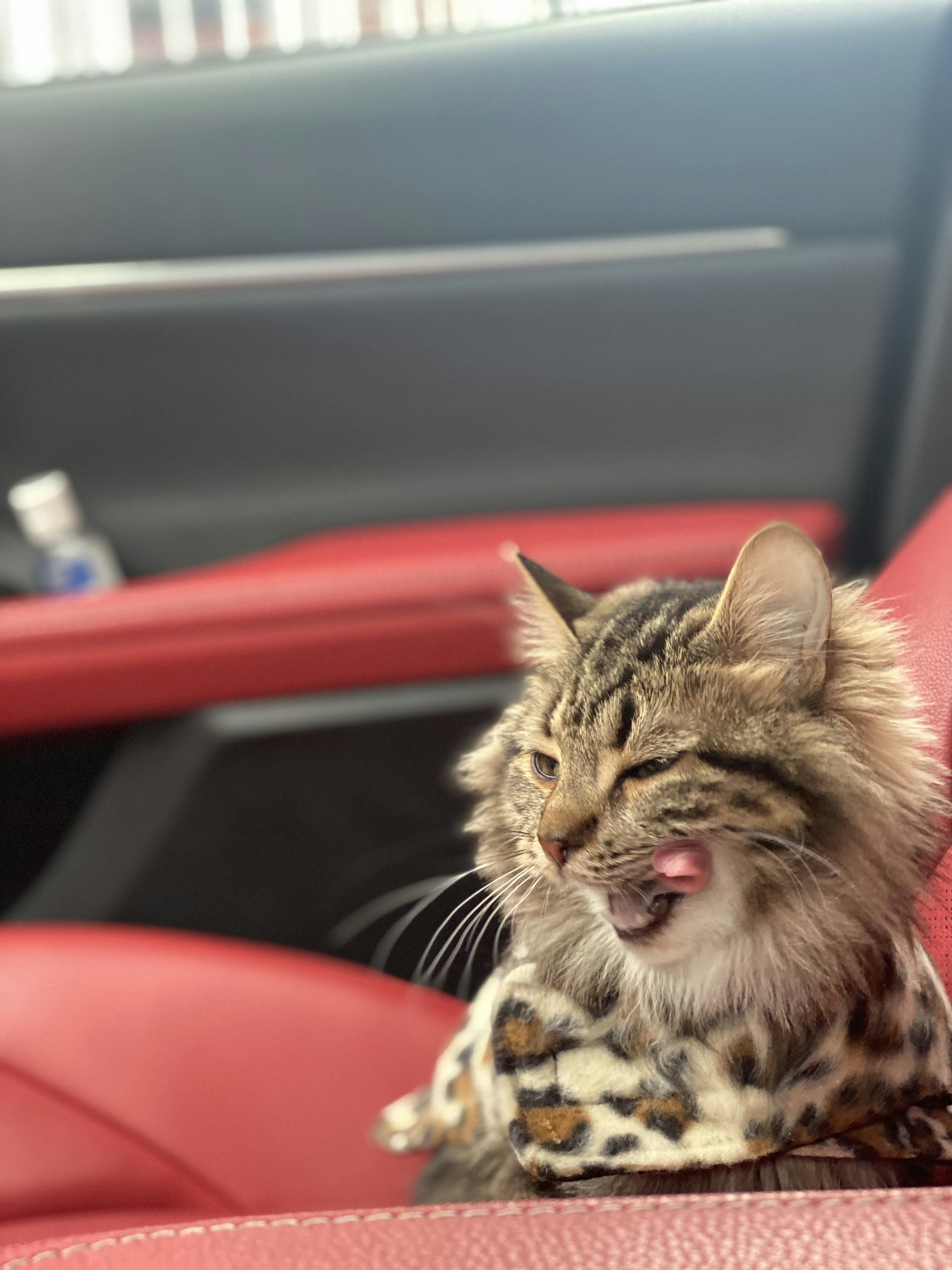 A happy cat calmly sitting on a car seat next to a smiling couple during a road trip.