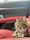 A content cat relaxing after grooming inside the Veluto Pet Care van.