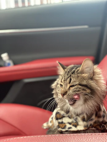 A cozy pet car seat installed in a car with a relaxed cat inside.