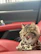 A cozy pet car seat installed in a car with a relaxed cat inside.