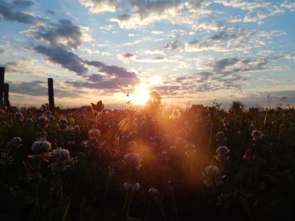 the sun is setting over a field of flowers