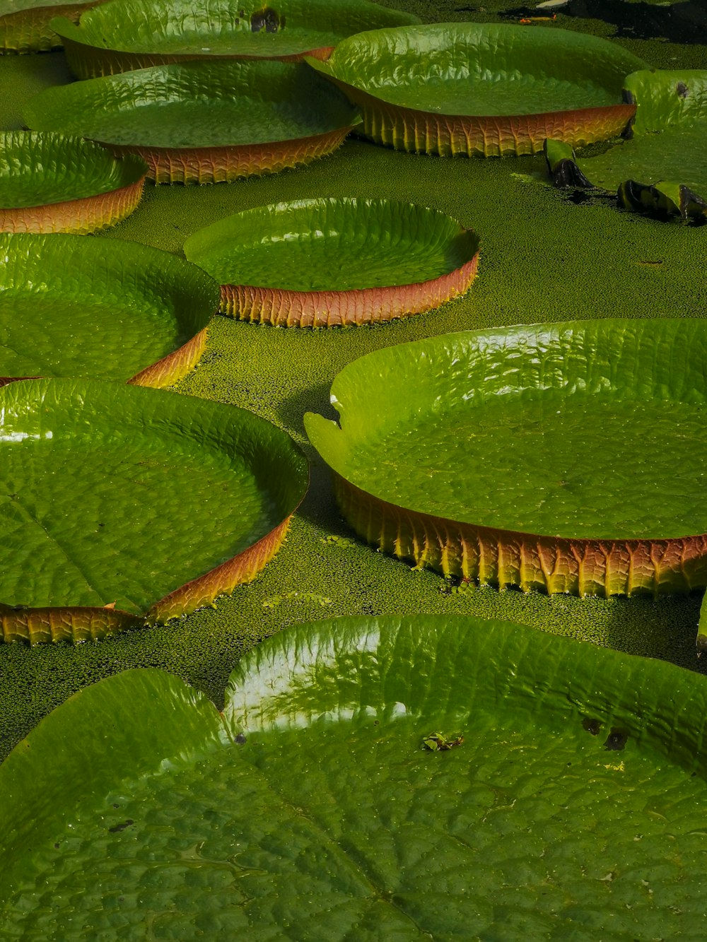a large group of green leaves floating on top of a lake