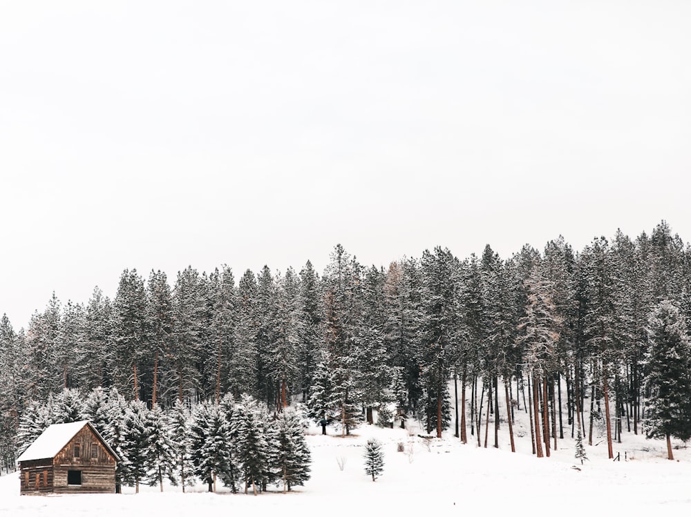 a cabin in the middle of a snowy forest