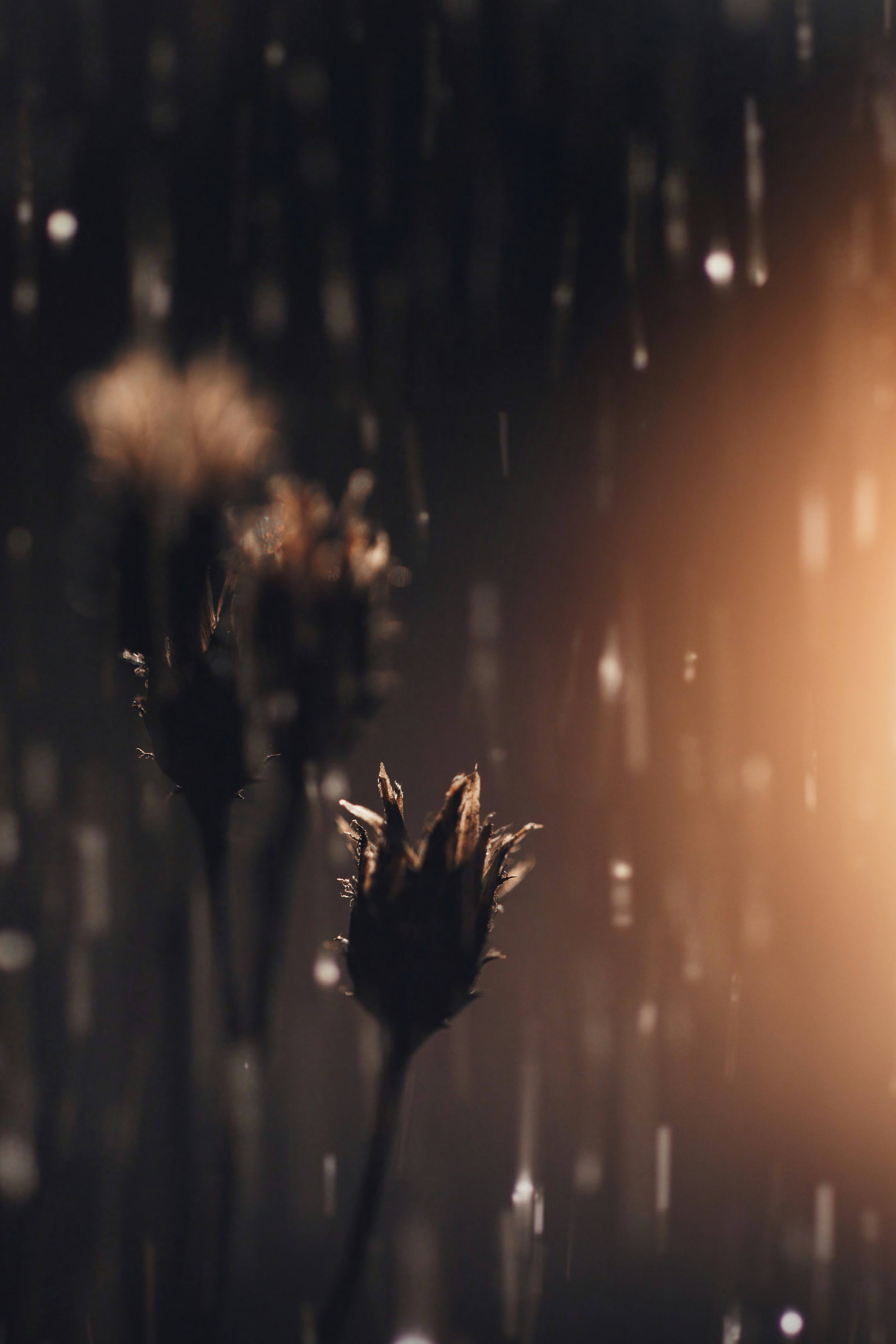 a close up of a flower on a dark background