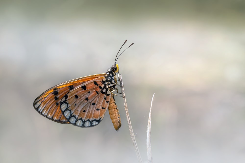 a close up of a butterfly on a plant